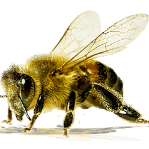 Bee PNG image