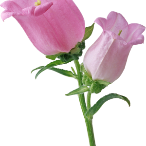 Bellflower PNG