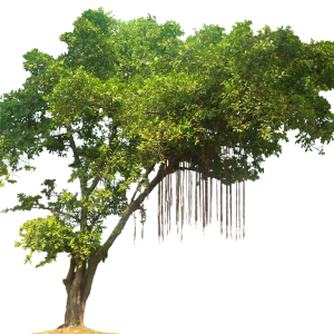 Jungle PNG