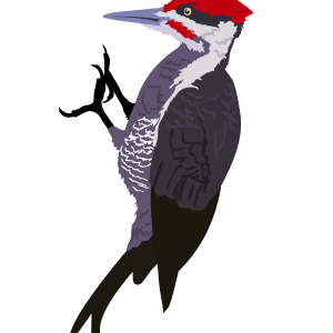 Woodpecker PNG