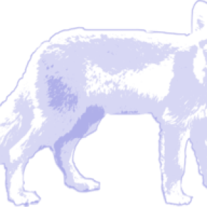 Arctic fox PNG