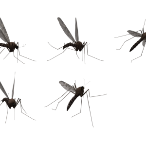 Mosquitos PNG