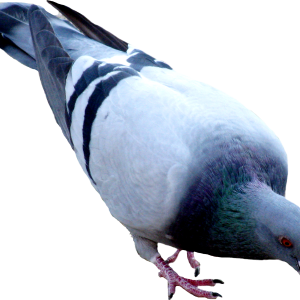 Pigeon PNG