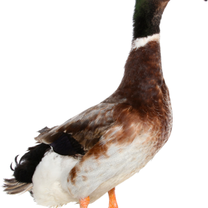 Duck PNG image