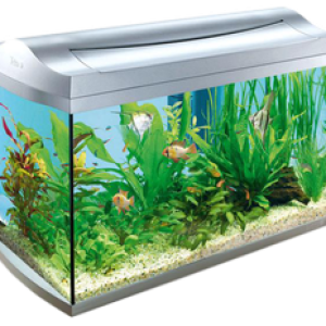 Aquarium PNG
