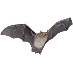 Bat PNG
