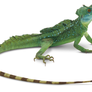 Iguana PNG