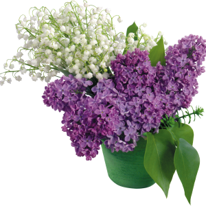 Lilac PNG