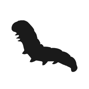 Caterpillar PNG
