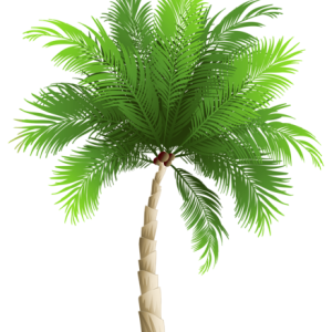 Palm tree PNG
