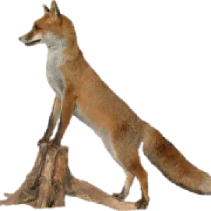 Fox PNG