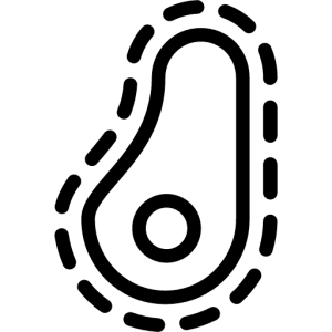 Bacteria PNG