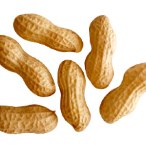 Peanut PNG