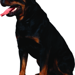 Dog PNG