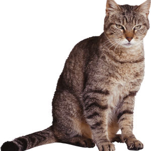 Cat PNG
