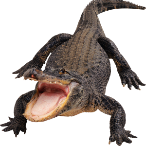 Crocodile, gator PNG