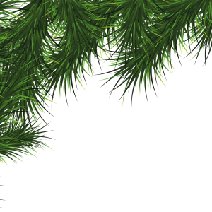 Fir-tree PNG image