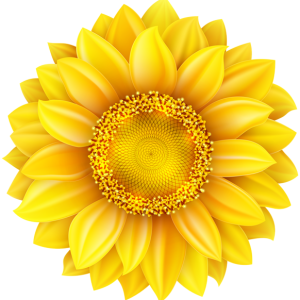 Sunflower PNG
