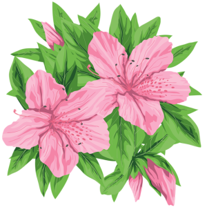 Lilium PNG
