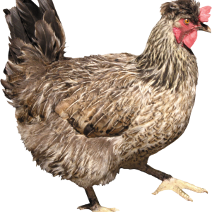 Chicken PNG image