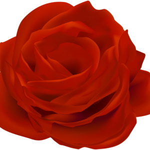 Rose PNG
