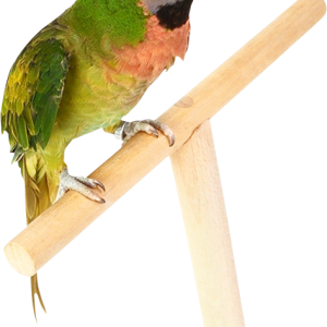 Parrot PNG image