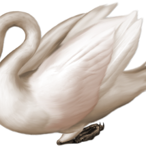 White swan PNG