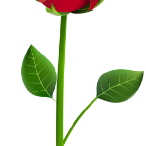 Rose PNG