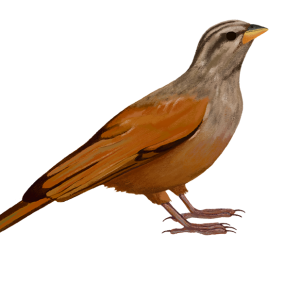 Cuckoo PNG