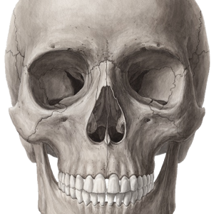 Skull PNG