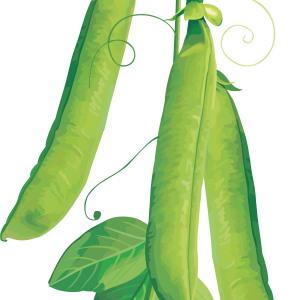 Pea PNG