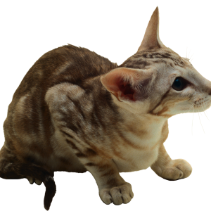 Cat PNG