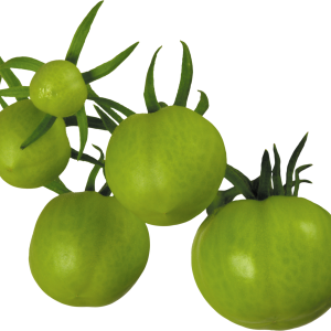 Several green tomatoes PNG