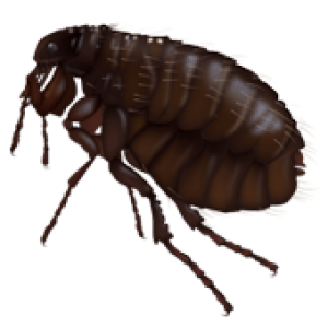 Flea PNG