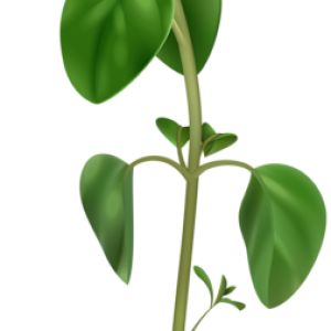 Basil PNG