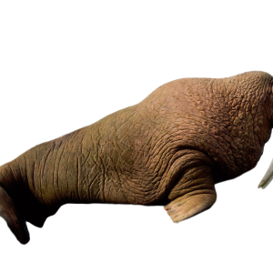 Walrus PNG image