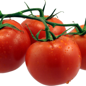 four tomatoes on branch PNG