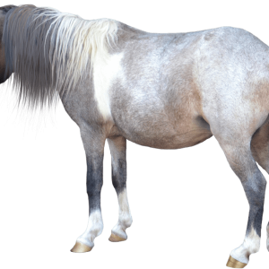 Pony PNG