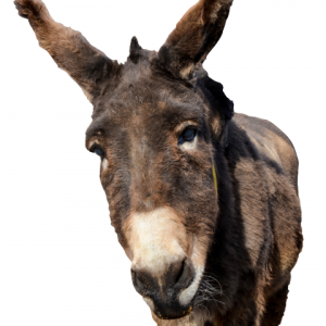 Donkey PNG