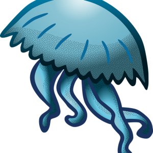Jellyfish PNG