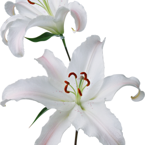 Lilium PNG