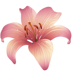 Lilium PNG