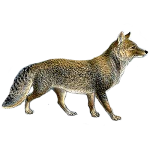 Jackal, coyote PNG