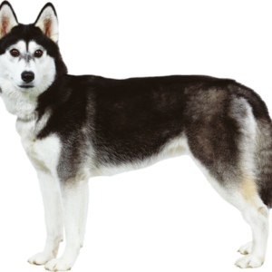 Husky PNG