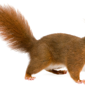 Squirrel PNG