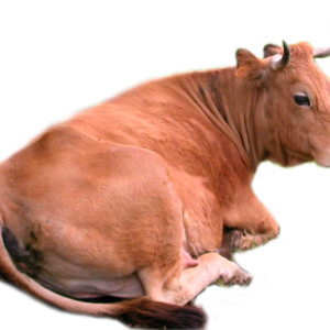 cow PNG