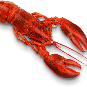Lobster PNG