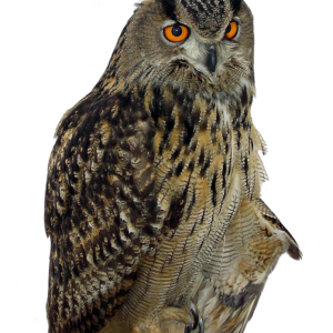 Owl PNG