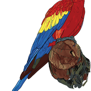 Parrot PNG image