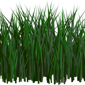 Grass PNG